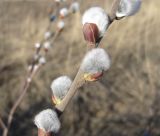 genus Salix