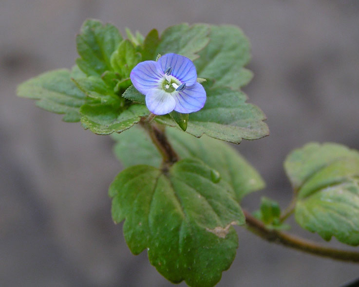 Image of Veronica persica specimen.