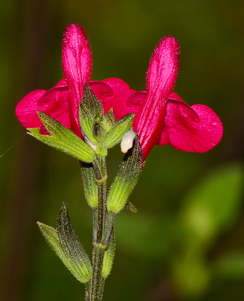 Image of Salvia microphylla specimen.