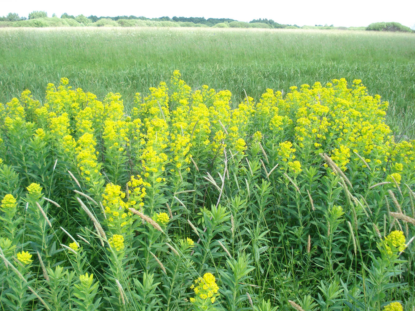 Image of Euphorbia lucida specimen.