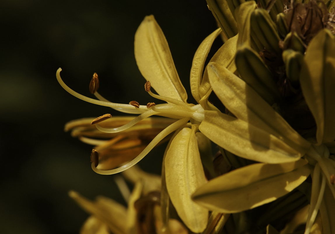 Image of Asphodeline lutea specimen.