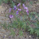 Geranium transversale. Цветущие растения на меловом склоне. Казахстан, Атырауская обл., кряж Аккерегешин 46 км NO пос. Кульсары. 03.05.2014.