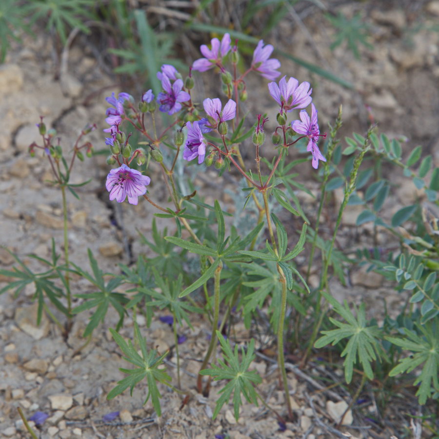 Image of Geranium transversale specimen.