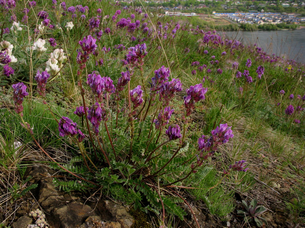 Image of Oxytropis strobilacea specimen.