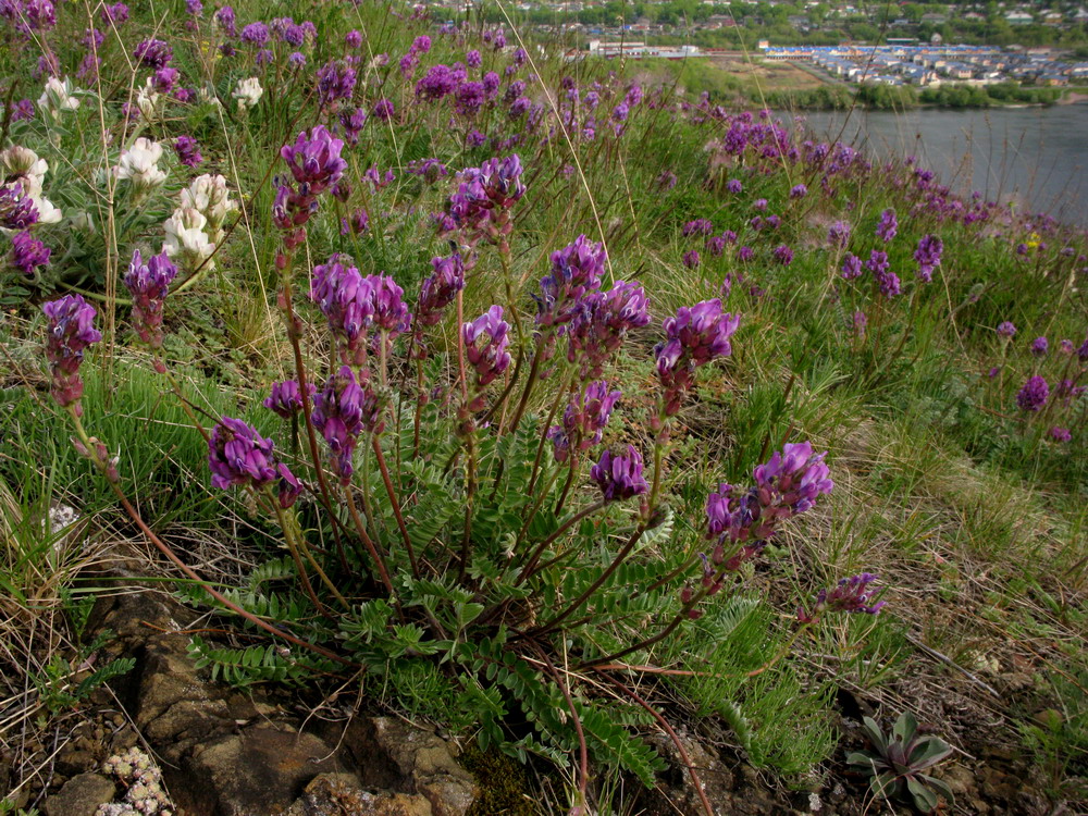 Изображение особи Oxytropis strobilacea.