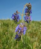 Salvia nutans. Соцветие. Татарстан, Ютазинский р-н. 01.06.2014.