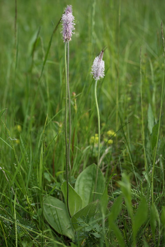 Image of Plantago media specimen.