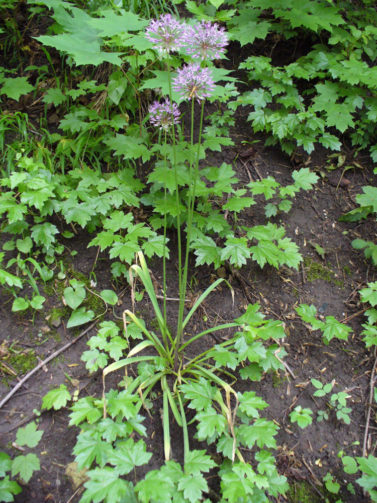 Image of Allium rosenorum specimen.
