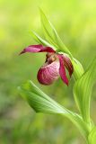 Cypripedium &times; ventricosum