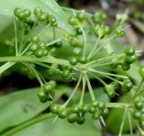 Allium ursinum. Соплодие с невызревшими плодами. Германия, г. Дюссельдорф, Ботанический сад университета. 02.06.2014.