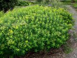 Euphorbia villosa. Цветущее и плодоносящее растение. Германия, г. Дюссельдорф, Ботанический сад университета. 02.06.2014.