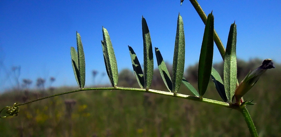 Изображение особи Vicia angustifolia.