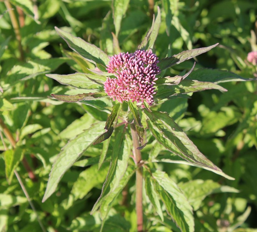 Image of Eupatorium cannabinum specimen.