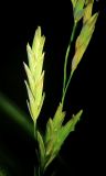 Glyceria leptorhiza