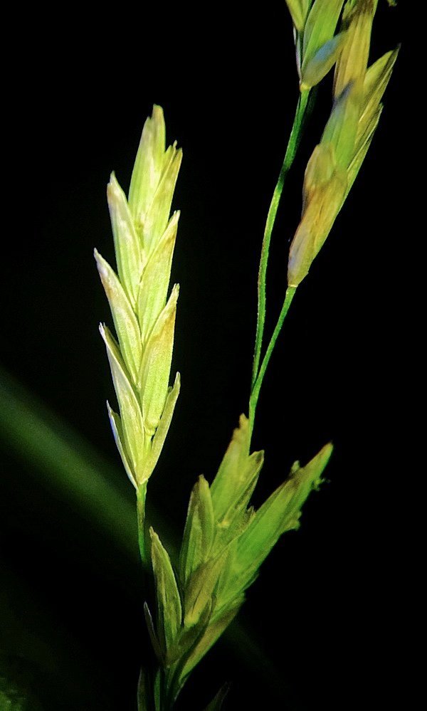 Изображение особи Glyceria leptorhiza.