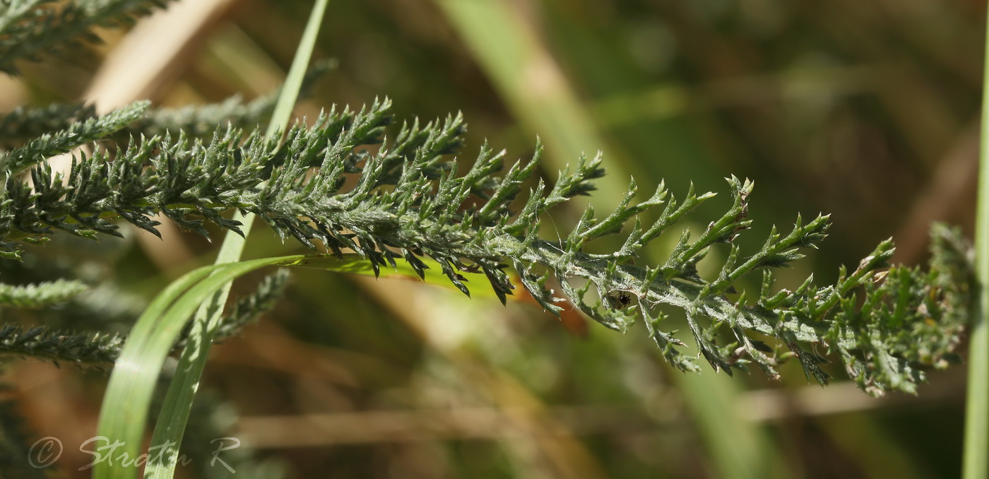 Image of Achillea setacea specimen.
