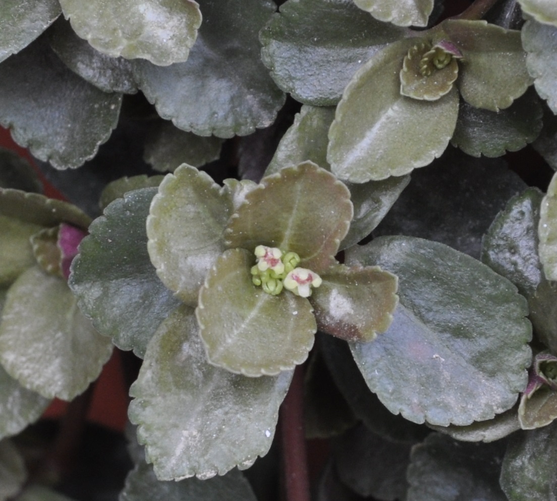 Image of Pilea depressa specimen.