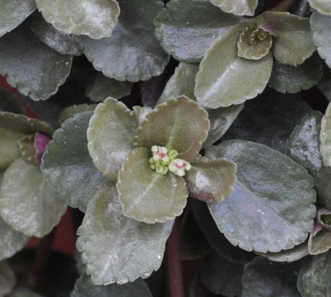 Изображение особи Pilea depressa.