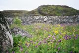 Allium schoenoprasum. Заросли лука на задернованной моренной гряде. Кольский п-ов, Восточный Мурман, берег губы Дальнезеленецкая. Июль 2005 г.