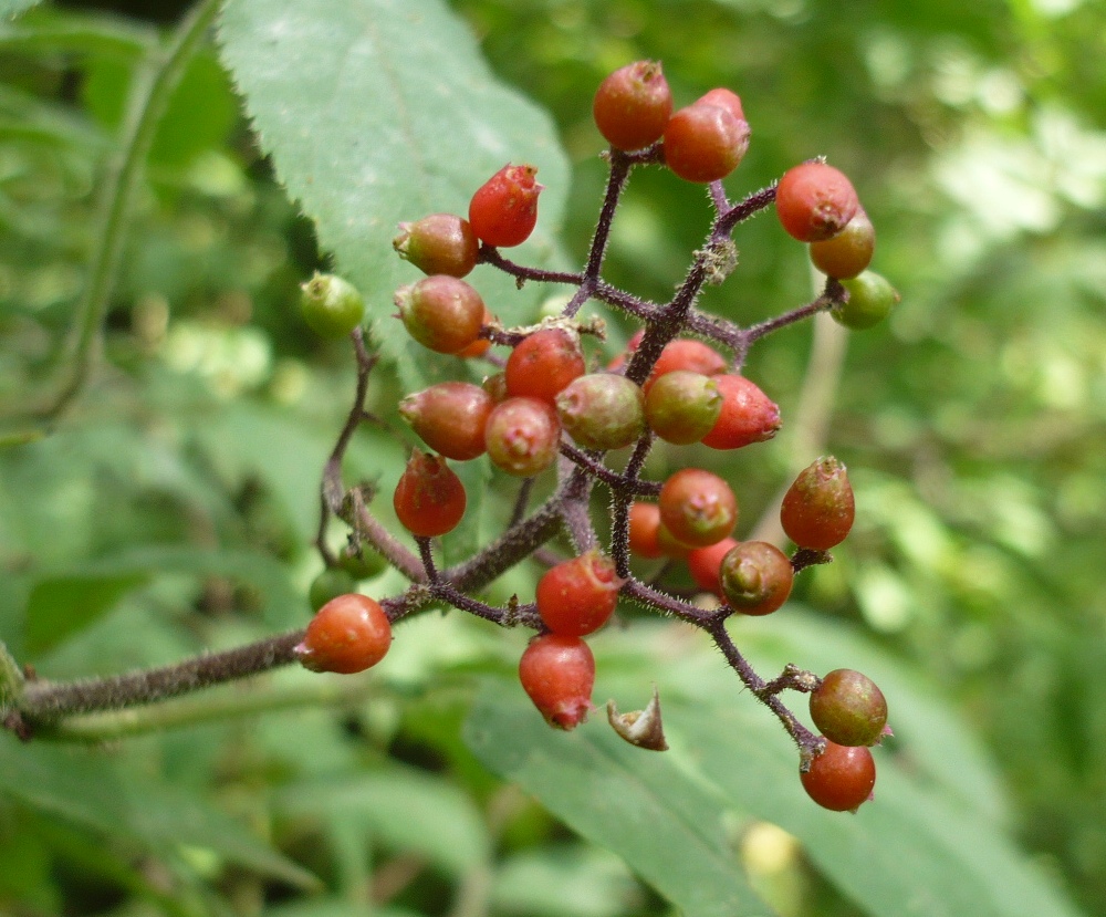Image of Sambucus sibirica specimen.