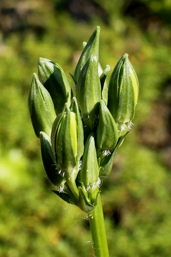 Image of Campanula persicifolia specimen.