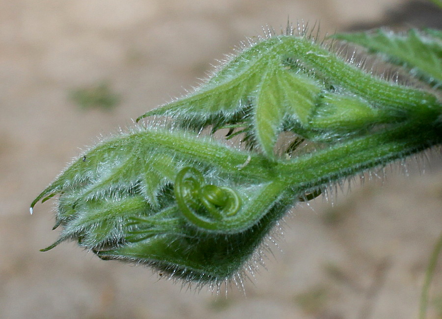Image of Cucurbita pepo specimen.