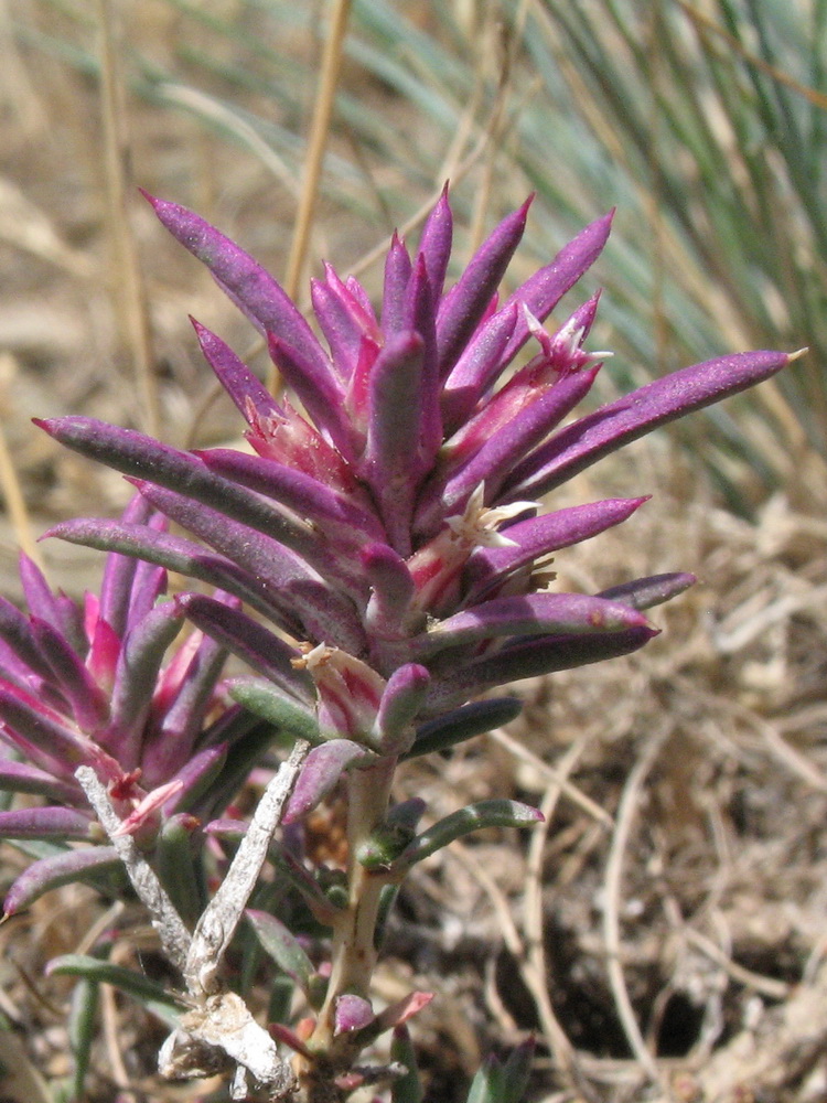 Image of Rhaphidophyton regelii specimen.