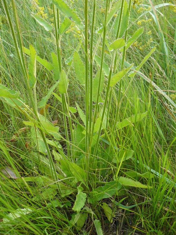 Image of Betonica officinalis specimen.
