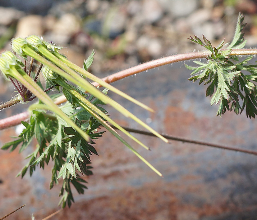 Изображение особи Erodium cicutarium.