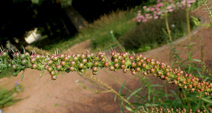 Изображение особи Lysimachia barystachys.