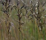 Festuca arundinacea. Верхушки растений с соплодиями. Московская обл., Раменский р-н, окр. ж.-д. платформы Хрипань, залежь. 14.07.2014.