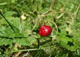 Fragaria moschata