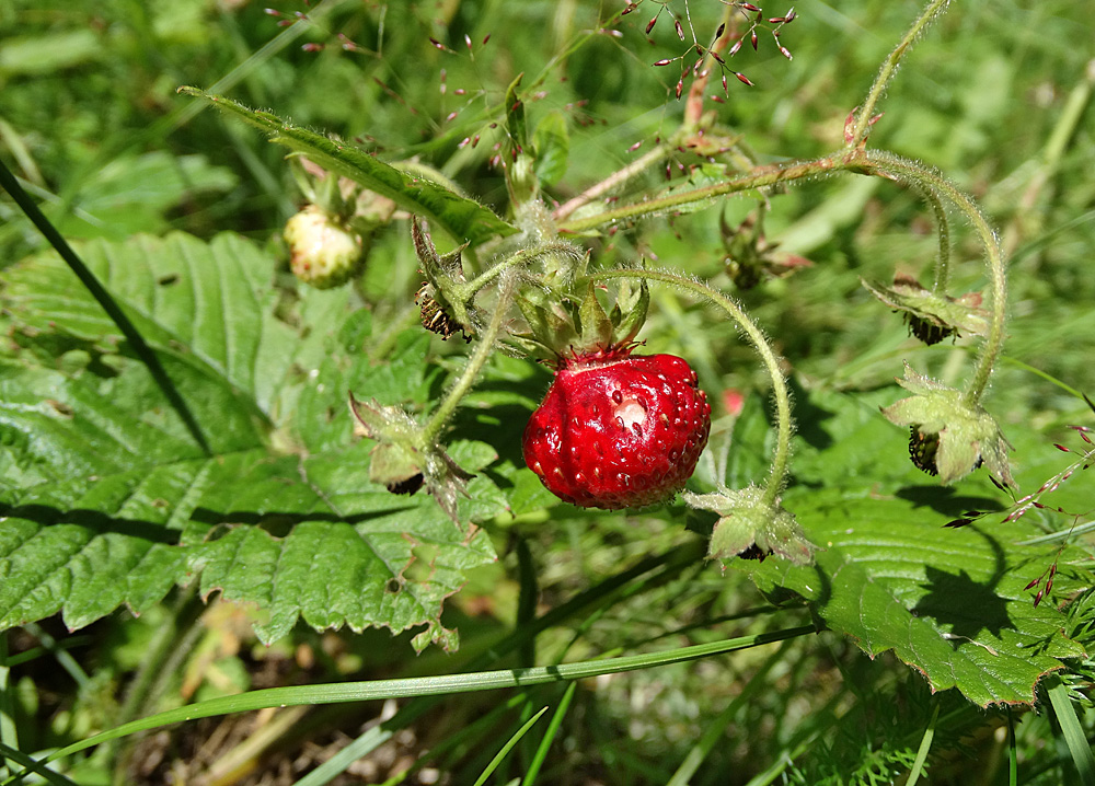 Изображение особи Fragaria moschata.