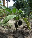 Solanum melongena