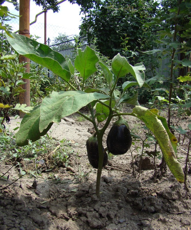 Изображение особи Solanum melongena.