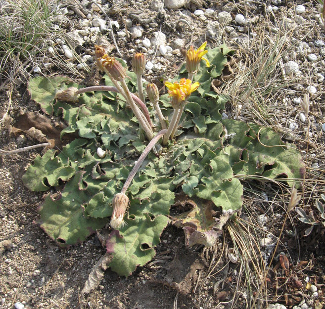 Image of Taraxacum serotinum specimen.