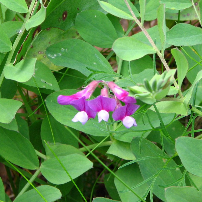 Изображение особи Lathyrus japonicus ssp. maritimus.