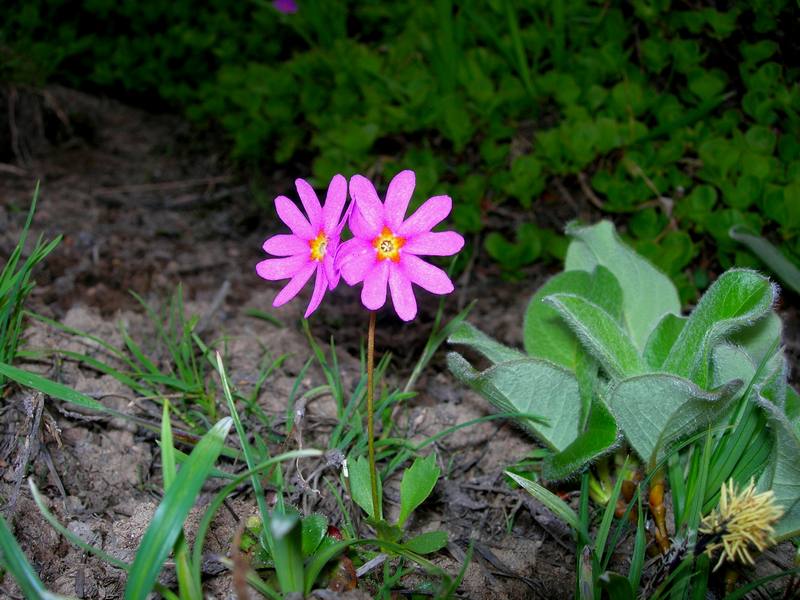 Image of Primula cuneifolia specimen.