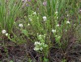 Thymus pallasianus