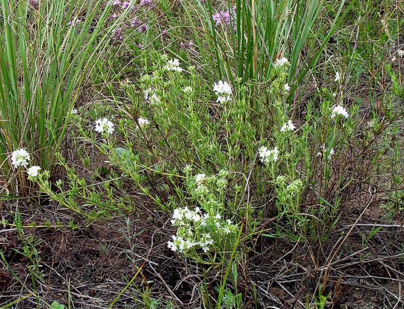 Image of Thymus pallasianus specimen.