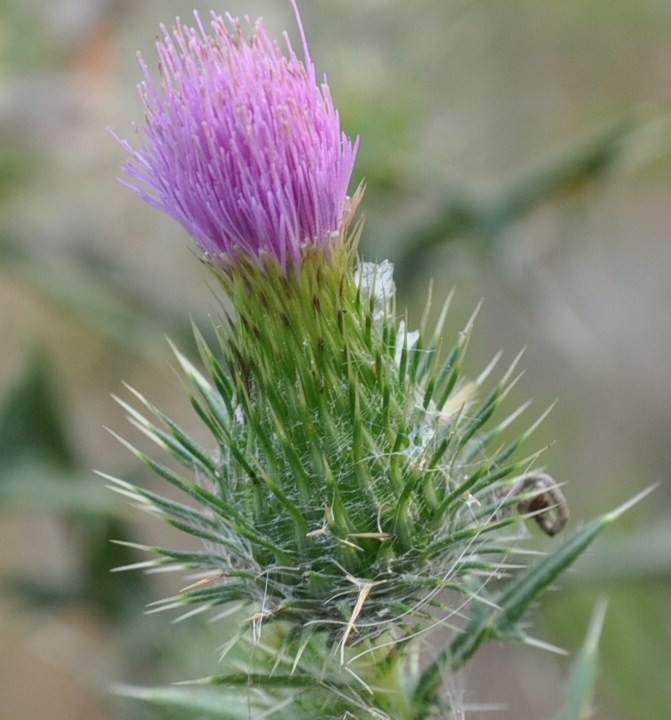 Image of Cirsium vulgare specimen.