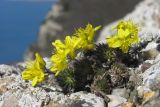 Draba cuspidata. Цветущее растение. Крым, окр. Балаклавы, скалы на кромке плато Инжир. 10 марта 2015 г.