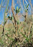 Limonium suffruticosum. Часть ветви. Астраханская обл., вост. берег оз. Баскунчак. 04.10.2009.