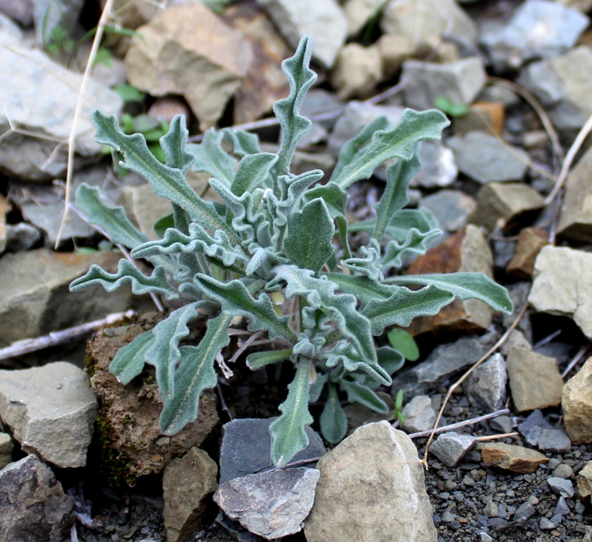 Изображение особи Matthiola farinosa.