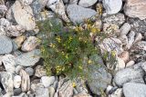 Corydalis impatiens. Цветущее и плодоносящее растение. Иркутская обл., Ольхонский р-н, Курминская коса, галечник. 12.07.2015.