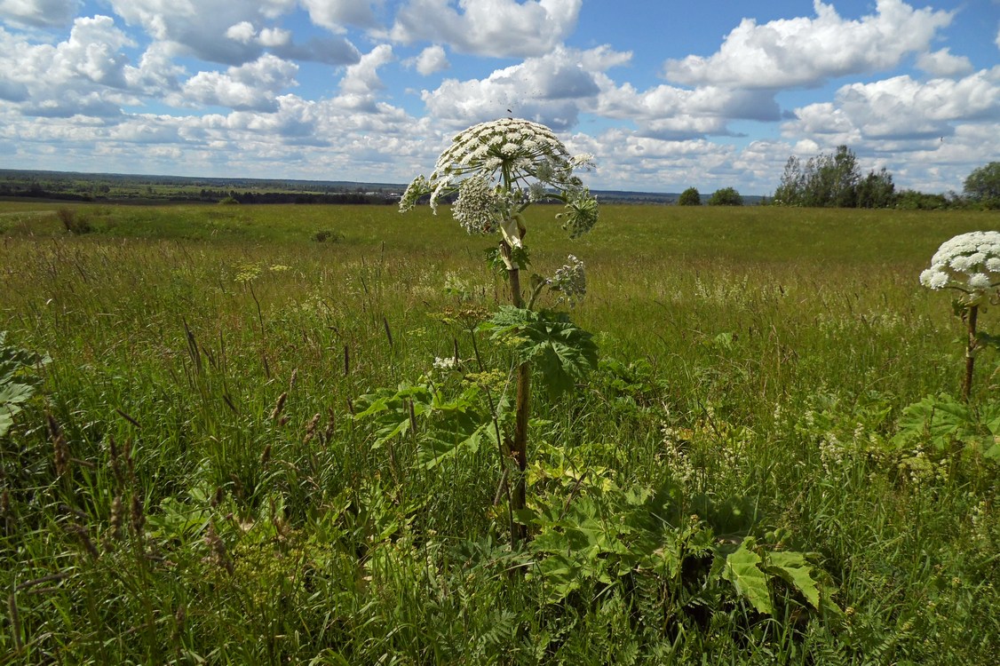 Image of Heracleum sosnowskyi specimen.