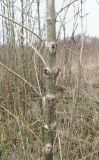 genus Fraxinus