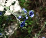 Paracynoglossum glochidiatum