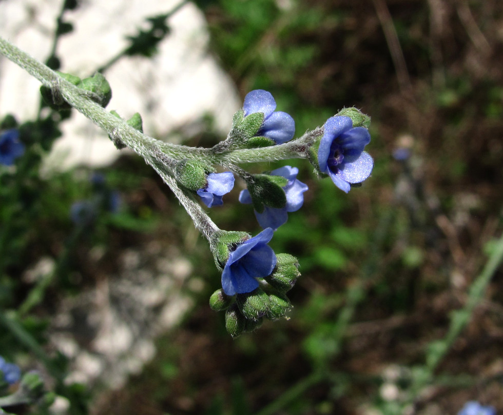 Изображение особи Paracynoglossum glochidiatum.