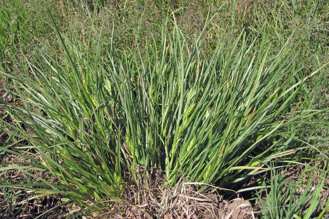 Image of Carex hordeistichos specimen.